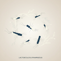 L. rhamnosus